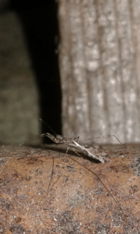 Reduviidae : Empicoris sp.?  S